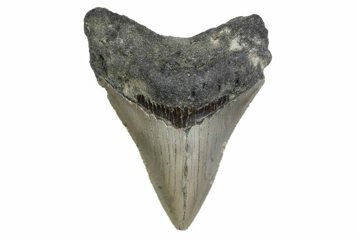 Serrated, Fossil Megalodon Tooth - North Carolina #379151